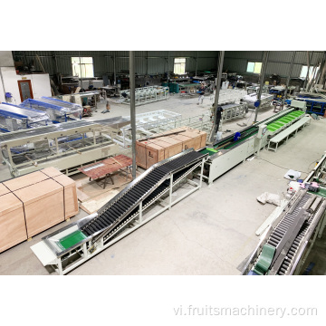 Máy sắp xếp máy phân loại trái cây điện tử